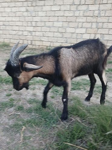 heyvan bazari keci: Erkək, Alpine, il: 1, 30 kq, Damazlıq, Pulsuz çatdırılma — 2