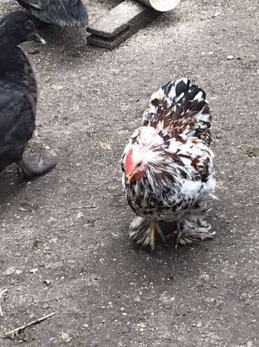 ördək balası və cücə: Cücələr – xırda ölçülü, dekorativ tip Məhsul təsviri: Qiymet birine — 10