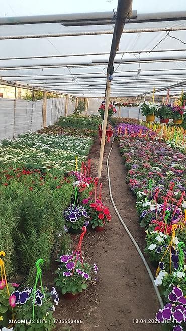 Asılan səbətlərdə Petuniya və digər mövsümi çiçək kompozisiyaları - — 3