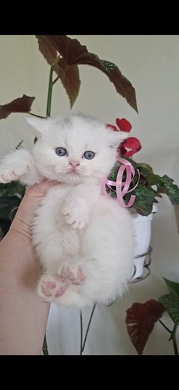 pisik evi: Britan, Erkək — 1