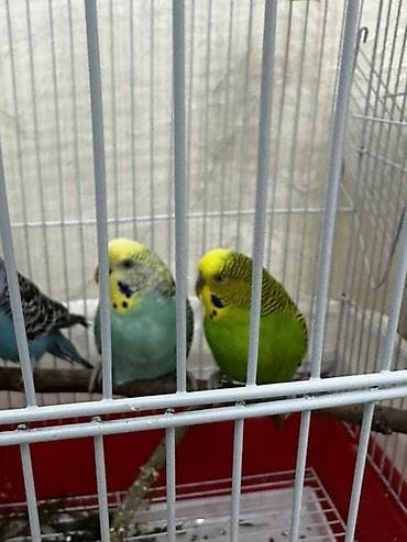 ucuz itlər: 3 cütdür 3 cütdə yuvaya girib çıxır evdən köçürəm deyə satıram çox — 1