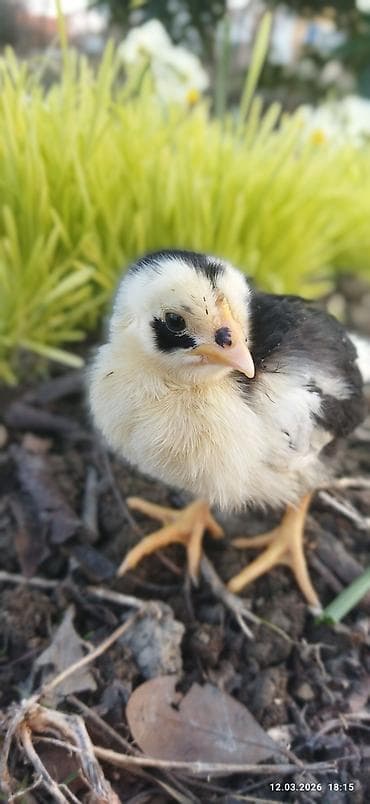 at satanlar: Toyuq, Damazlıq, Ünvandan götürmə, Ödənişli çatdırılma — 4