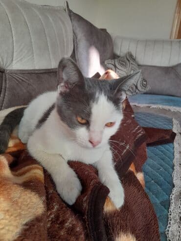 Dişi, Yaxşı əllərə, Ünvandan götürmə