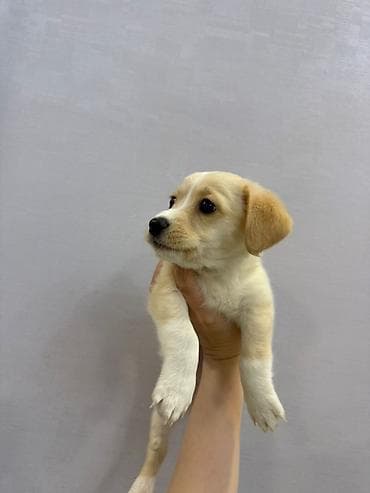 tap az heyvanlar itler: Retriever, 2 ay, Dişi, Peyvəndli — 4