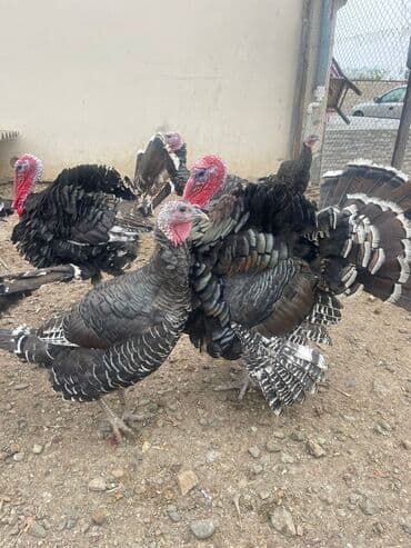 hinduşqa gəncə: Məhsul: Bronz hindilər (erkək və dişi) Təsvir: - Şəkillərdə iri — 1