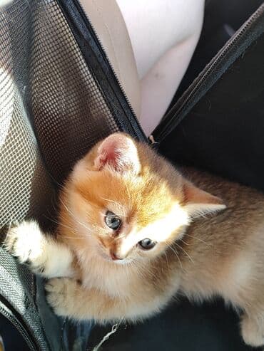 золотая шиншилла баку: Qızıl şinşilla, Dişi, Yaxşı əllərə, Pulsuz çatdırılma — 1