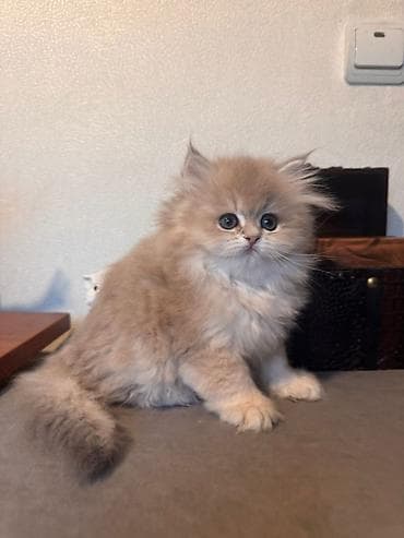 dana heyvan: Золотая шиншилла — 2