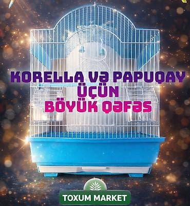 gozel pisik sekilleri: 🦜 BÖYÜK ÖLÇÜLÜ PAPUQAY & KORELLA QƏFƏSİ SATILIR! 🦜 Quşlarınızın — 1