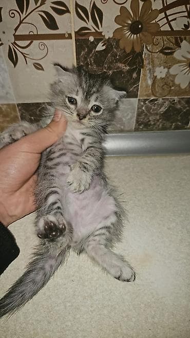 tap az pisik: Britan — 8