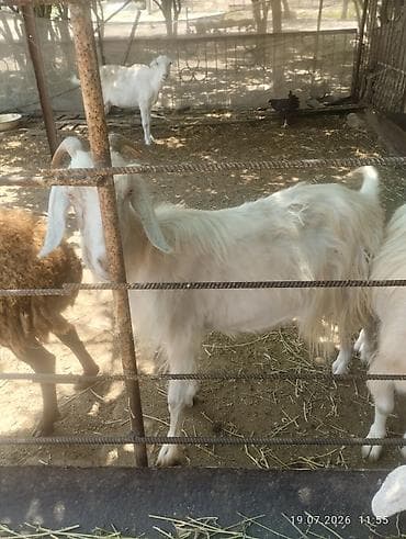 ag at sekilleri: Məhsul: Keçi (damazlıq və ya təsərrüfat üçün) Təsvir: - Uzun tüklü — 4