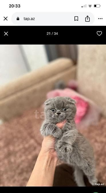 Gəmiricilər: Şotland — 8