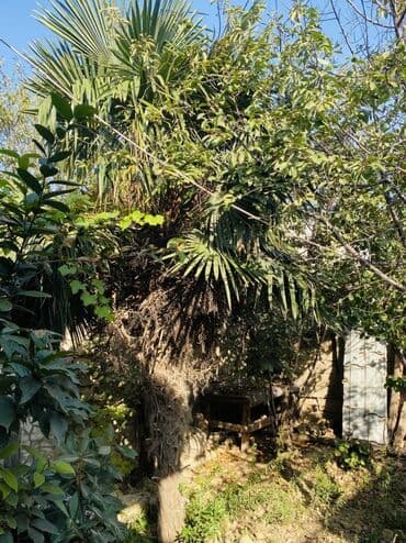 palma ağacları: Dekorativ palma ağacı - Növ: Fan formalı yarpaqları olan dekorativ — 1