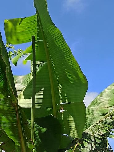 suni bitki: Banan ağacı satışı - Növ: Tropik banan ağacı (Musa spp.) - İstilik — 3