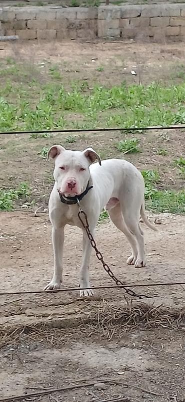 Pitbul, 10 ay, Erkek, Peyvəndli, Ödənişli çatdırılma