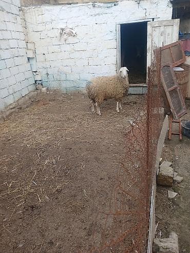 qizil baliq satisi: Qoyun – yerli cins - Şəkillərdə görülən, dolğun bədənli, ağ başlı — 4