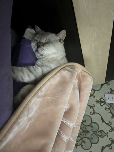 böyüməyən pişik: Britan, Erkək, Yaxşı əllərə, Ünvandan götürmə, Ödənişli çatdırılma — 2