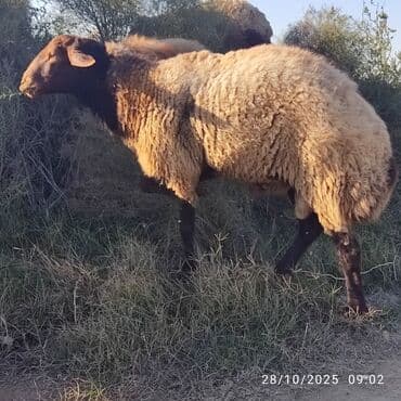 qoyun əti qiyməti: Qala qoçu tam sağlamdir qızğın hündür heyvandi — 2
