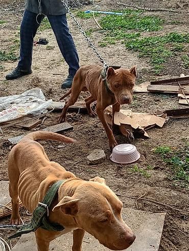 alabay iti satisi: Pitbul, 1 ay, Dişi, Peyvəndli — 2