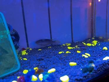 qızıl balıq akvarium: Papuqayçiq balığı bir ərkəy bir dişi barter var — 1