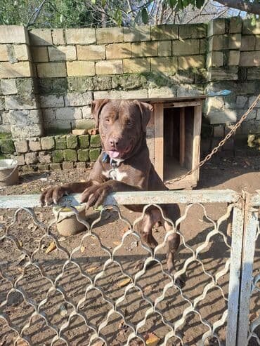 heyrati yumurtasi satilir: Sortu Anası canecorsa dı atası rotwiller di itə narmalni qulluğ olunur — 2