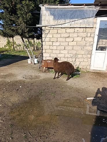 qoyun şekilleri: Temiz qala qoclari biri 53 kq digeri 43 kq iksi birge sonu 1000 — 5