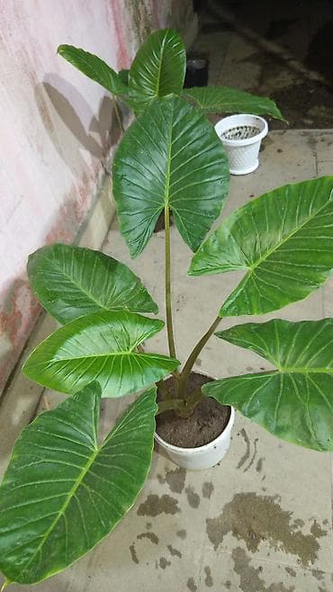 nokia yarpaq: Böyük yarpaqlı alokaziya (Alocasia/macrophylla tipli) – dekorativ otaq — 3