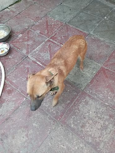 balaca pisik sekilleri: Balaca boy it it — qısa tüklü, qırmızı-şabalıdı rəngdə, sinə və qarın — 1