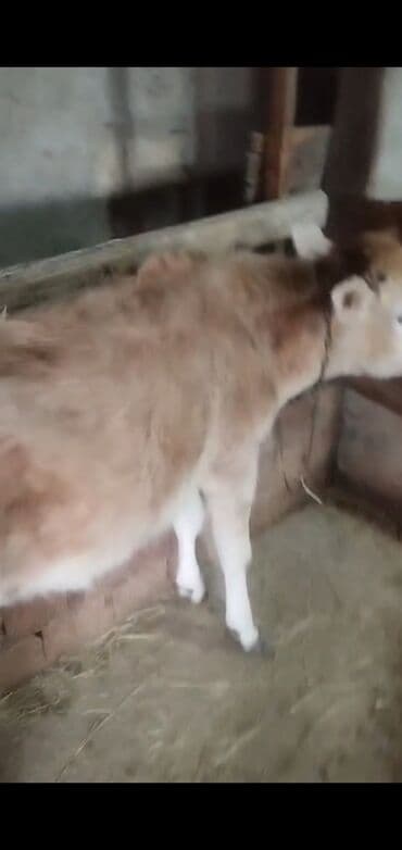 kend toyuqlari satisi: Kom mal dana satan olsa yazsın 2-3 dənə satanlar yazmasın — 1