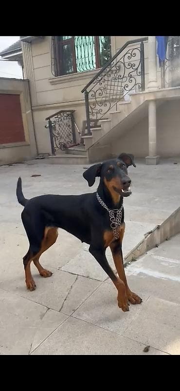husky balasi satilir: Doberman, Dişi — 1