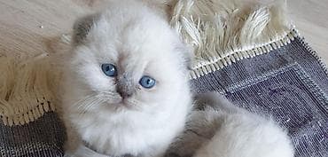 pişik cütleşdirmek: Şotland — 3