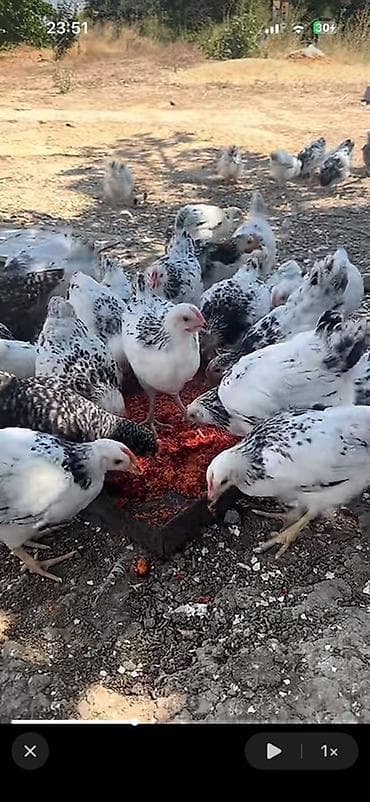sort toyuqlar: Toyuq, Yumurtalıq — 2