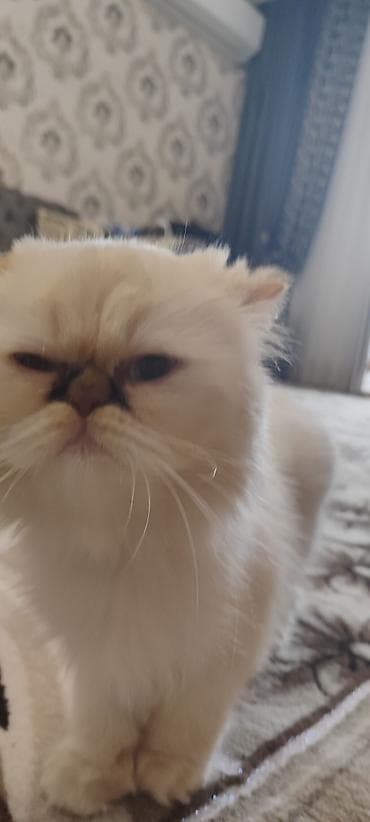 anqor pişiyi: Fars, Dişi, Cütləşmə üçün — 4