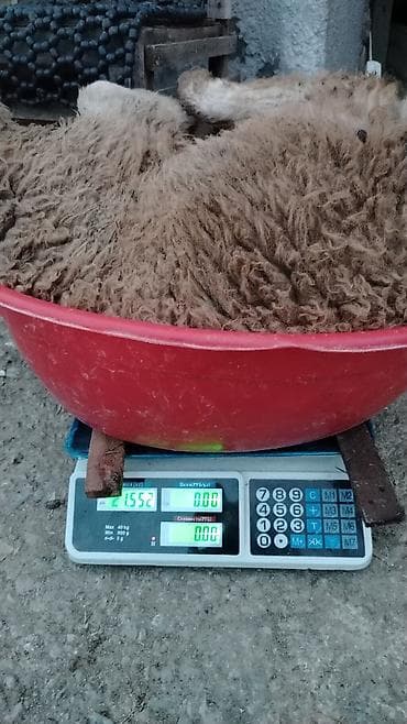 mal qoyun: Qoyunlar – yerli cins, qəhvəyi yunlu - Qrup şəkillərdə görünür: 3 baş — 6