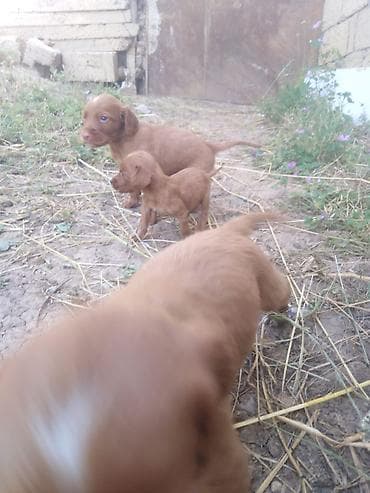 heyvan evləri: İrland Setter bala itlər - Cins: İrland Setter (qırmızı rəngli — 3