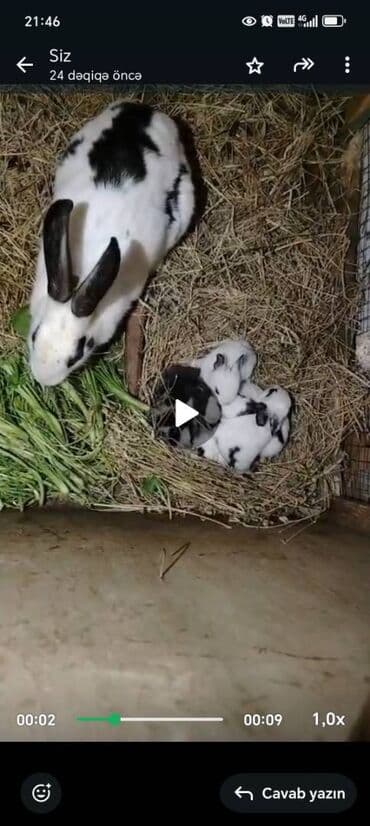 британские котята купить: Dovşan balalari — 1