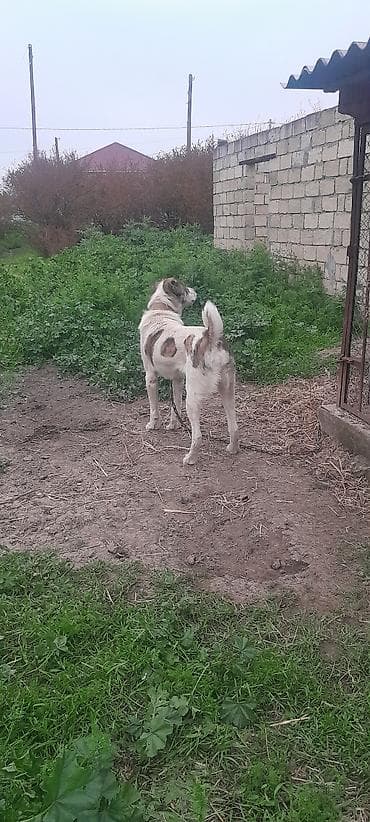 heyrati yumurtasi satilir: 1 il, Erkek, Ödənişli çatdırılma — 4