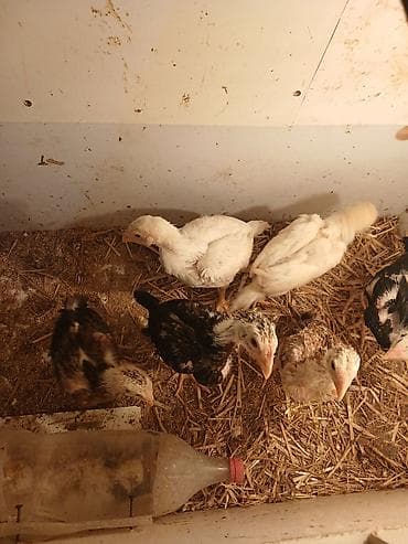 ucuz toyuq satisi: Toyuq, Damazlıq — 3