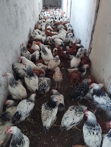 hinduşka əti: Toyuq, Ətlik — 2