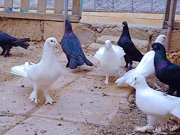 goyercin taklalar: Aq ve qara cox quyruqlar.topdan satiram hamisini — 2