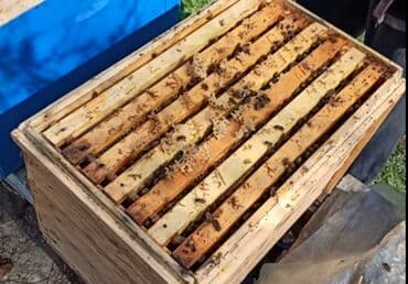 семена чиа баку: Astaranın cicək balı — 6