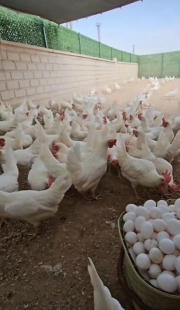 hinduwqa yumurtasi: Toyuq, Liqorin, Yumurtalıq, Pulsuz çatdırılma — 1