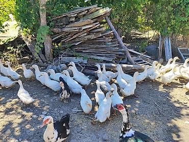 ruan ordeyi: Pekin Ağ ördəklər sürüsü satılır istyen əlage saxlasin 🦆🦆 — 3