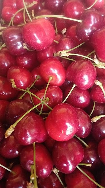 püstə ağacı satılır: Məhsul: Meyvə bağı (təsərrüfat sahəsi) Təsvir: - Səliqəli cərgələr — 8