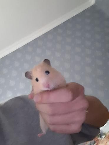heyvan satisi: Suriya Hamsteri satılır El böyüklükdedir.Elde durur.Üsdünde elave — 4