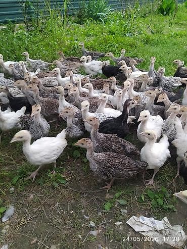 keci satisi: 40 günlik hunduşka balasi satilir 50 dene secib goture biler 22 manata — 3