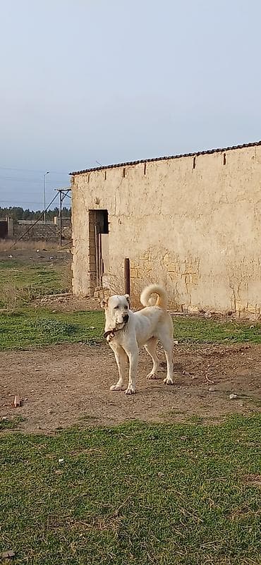 pulsuz itler: Alabay, 2 il, Erkek — 2