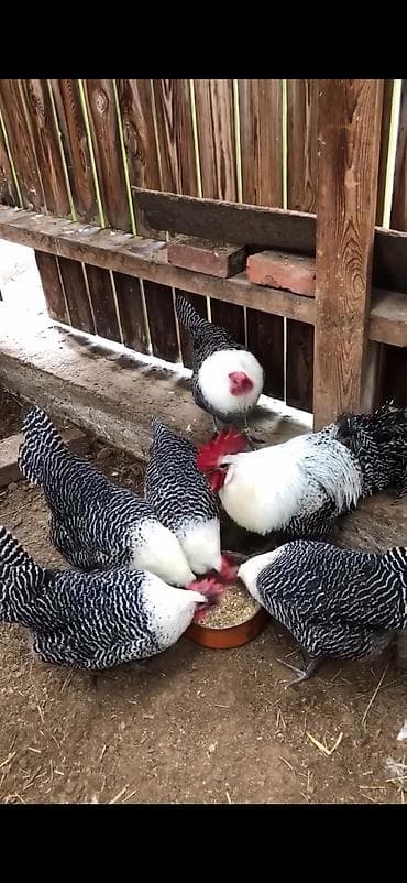 iri buynuzlu mal: Toyuq, Yumurtalıq — 6