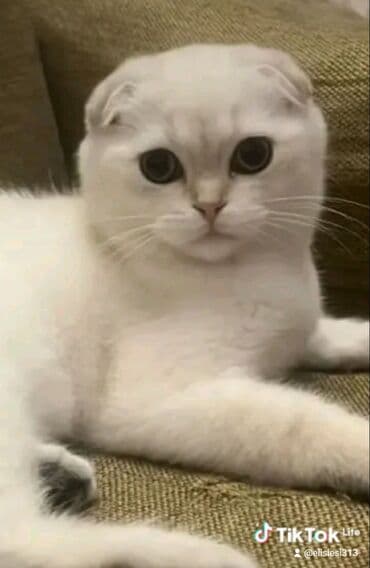 İtlər: Şotland yastı qulaq — 1