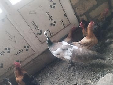 it cinsi: Dişi, Yumurtalıq, Ödənişli çatdırılma — 3
