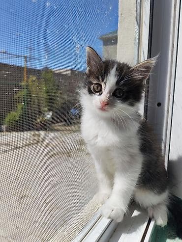 ən şirin pişiklər: Şirin pişik balaları pulsuz sahipləndirilir. - Xarakter: mehriban — 2